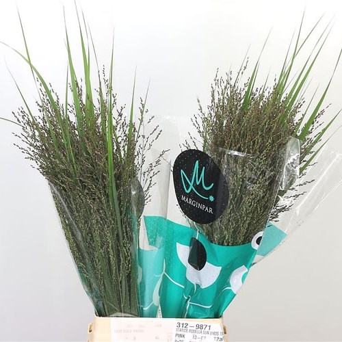 Panicum Northwind Grass