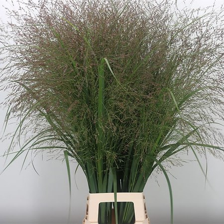 Panicum Thundercloud Grass