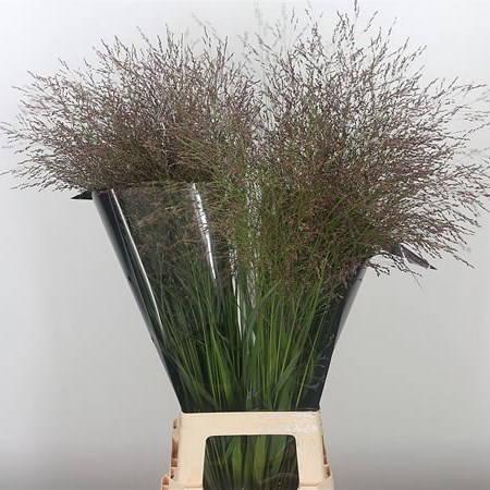 Panicum Thundercloud Grass