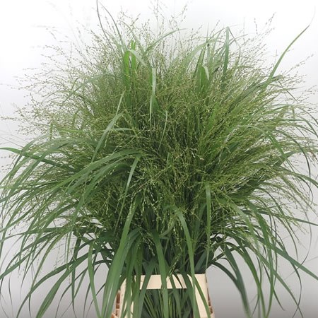 Panicum Virgat Squaw Grass