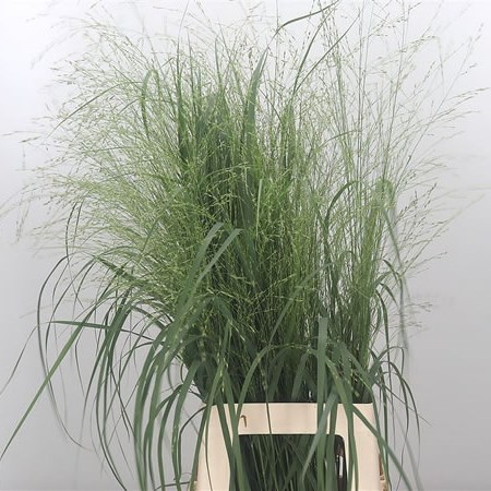 Panicum Warrior Grass