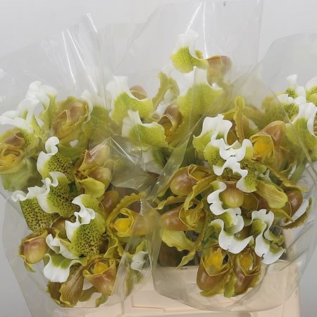 Paphiopedilum Insigne