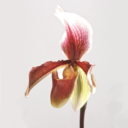 Paphiopedilum King Arthur Alexandri