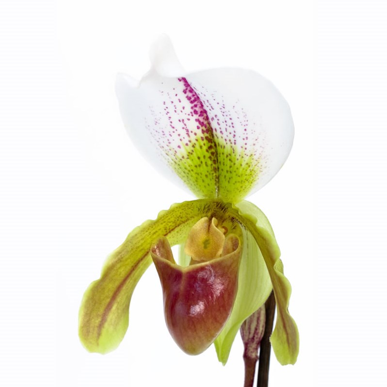 Paphiopedilum Orchid - leeanum