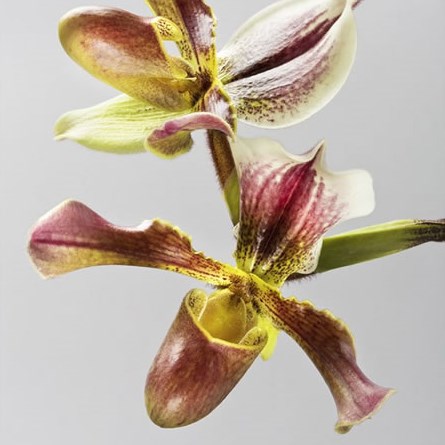 Paphiopedilum Van Gogh