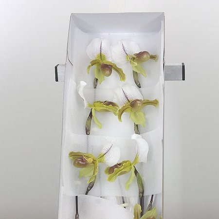 Paphiopedilum X Leeanum