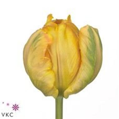 Tulips prof rontgen