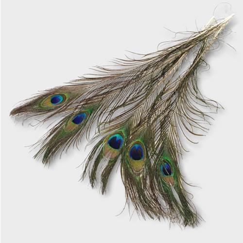 Peacock Feathers With Eyes (Short)