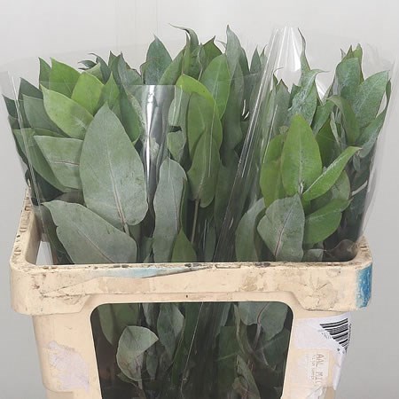 Pencil Leaves