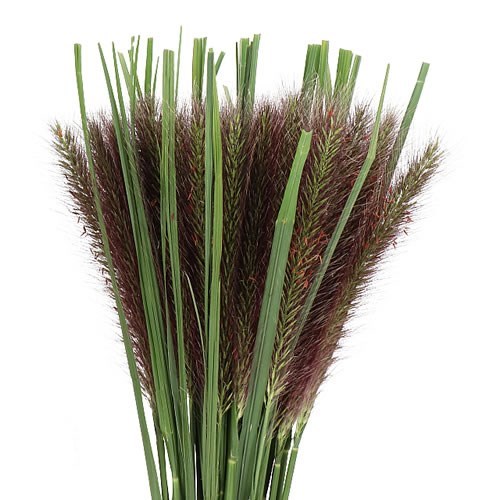Pennisetum Black Fox Grass