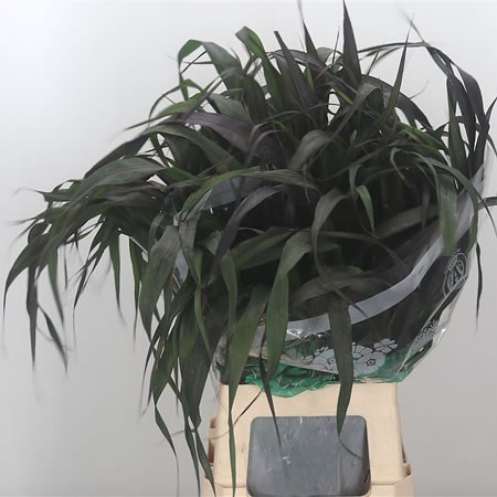 Pennisetum Grass Black