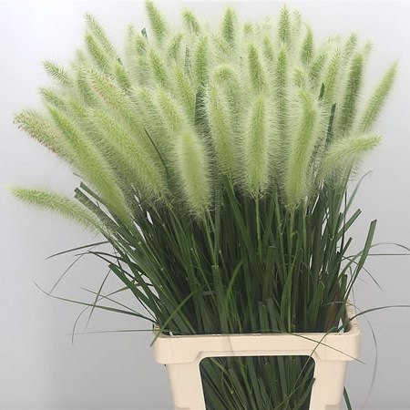 Pennisetum Grass White