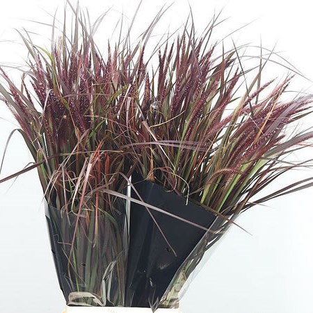 Pennisetum Red Rubrum Grass
