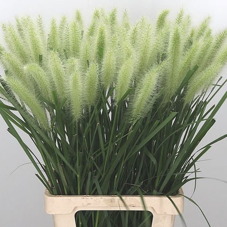 Pennisetum White