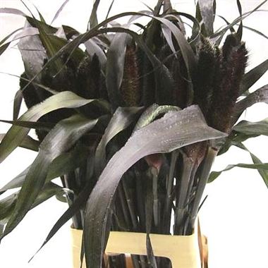 Pennisetum Purple Majesty