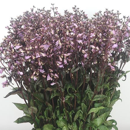 Penstemon Digitalis Joke