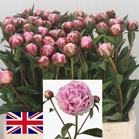 Peonies Sarah Bernhardt English 50cm Wholesale Flowers Direct Florist Supplies Uk