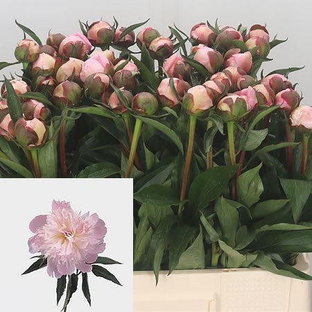 Peony Alertie