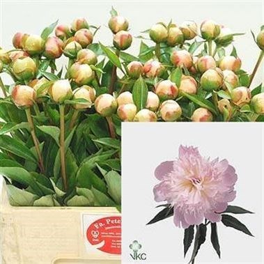 Peony Alertie