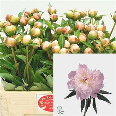 Peony Alertie