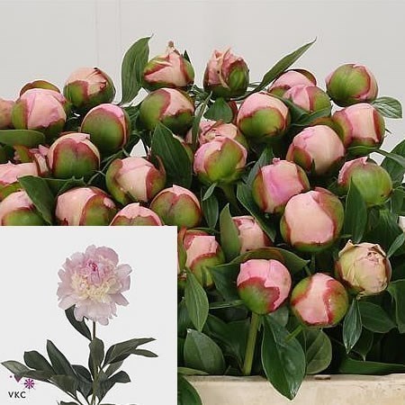 Angel peony online