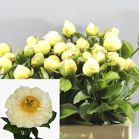 Peony Avalanche