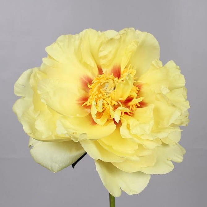 Peony Bartzella