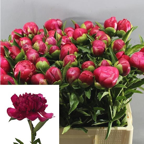 Peony Belgravia