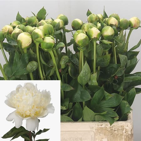 Peony Bridal Shower