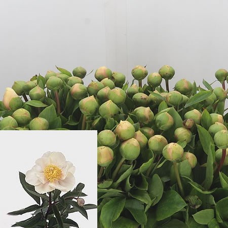 Peony Claire De Lune 45cm Wholesale Dutch Flowers Florist Supplies Uk