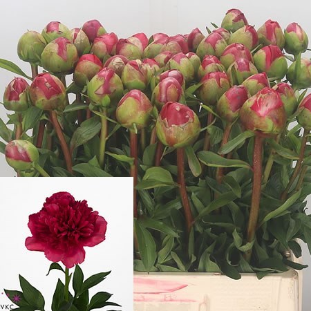Command Performance Peony Roots Peony Command Performance 50cm | Wholesale Dutch Flowers & Florist ...