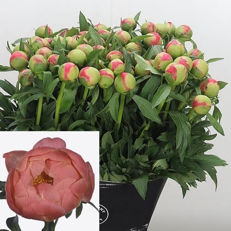 Peony Coral Charm