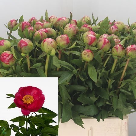 Peony Cytherea