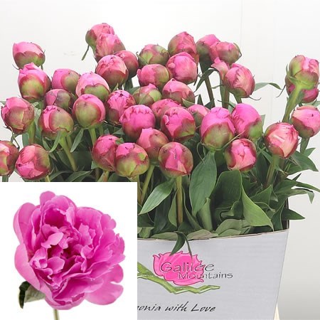 Peony Dr Alexander Fleming