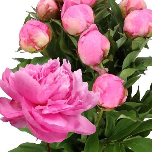 Peony Dr Alexander Fleming