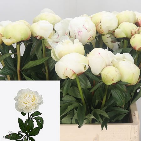 Peony Dr F G Brethour