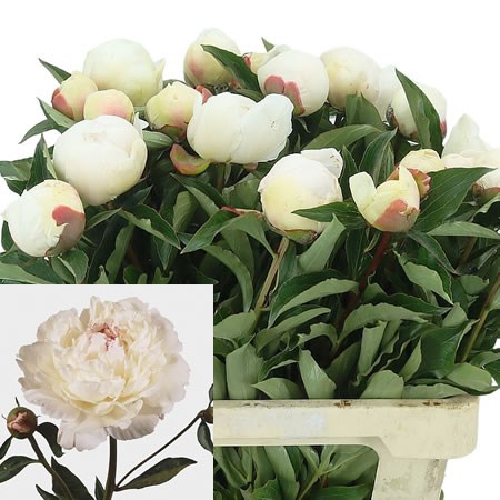 Peony Festiva Maxima