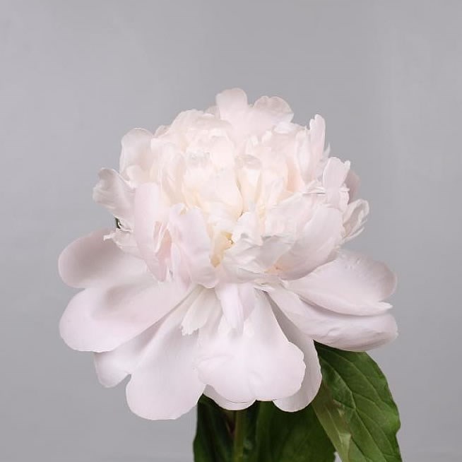 Peony Festiva Maxima