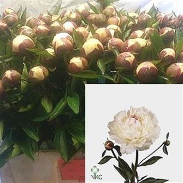 Peony Festiva Maxima