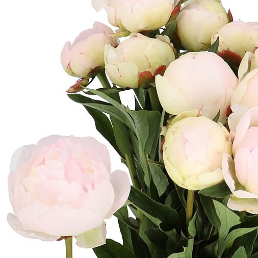 Peony Florence Nicholls