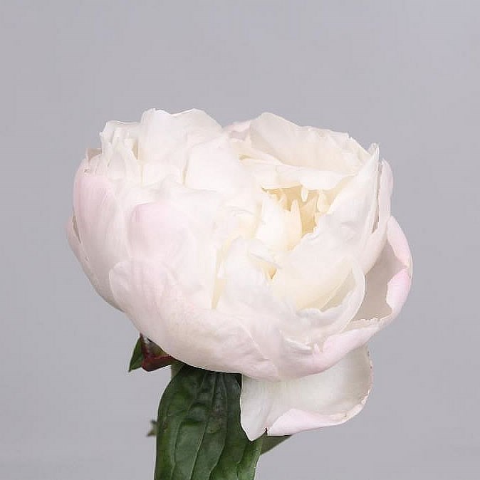 Peony Gardenia