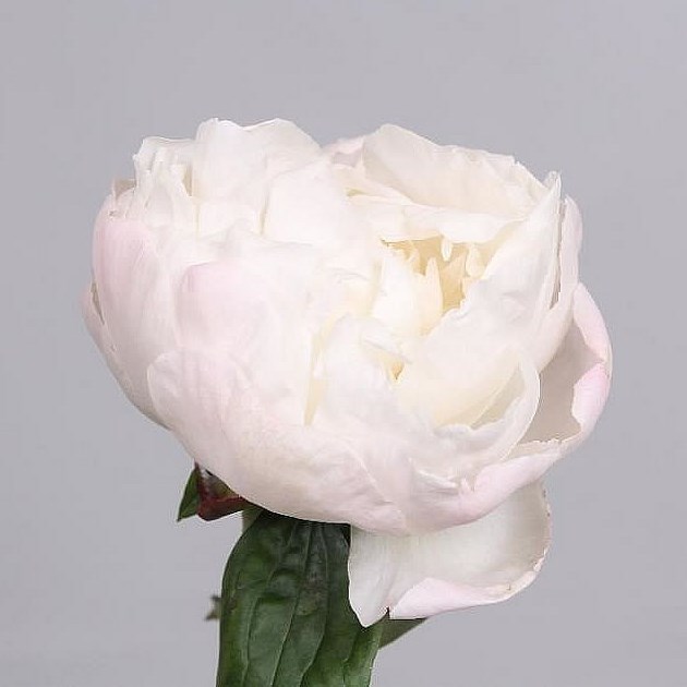 Peony Gardenia