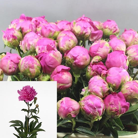 Peony Glory Hallelujah 55cm | Wholesale Dutch Flowers & Florist Supplies UK