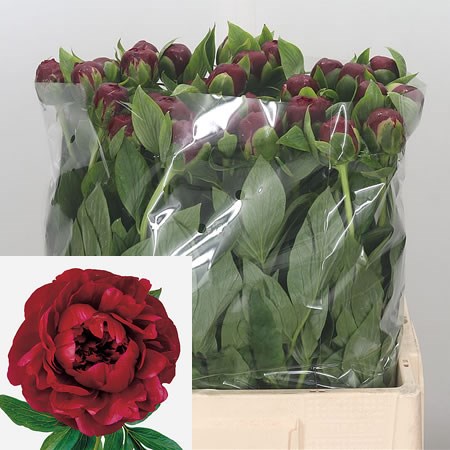 Peony Henry Bockstoce
