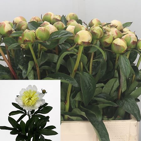 Peony Honey Gold