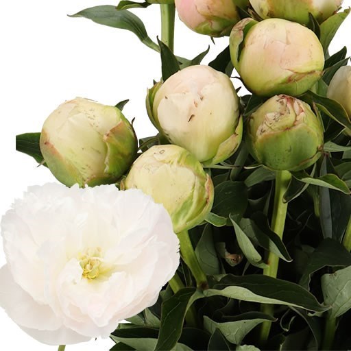 Peony In Full Sail