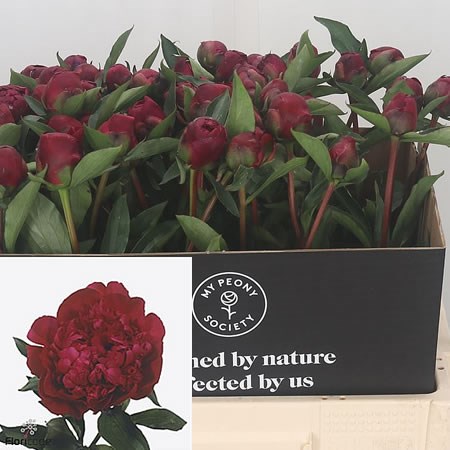 Peony Inspecteur Lavergne