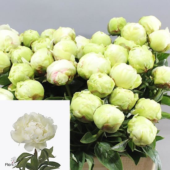 Peony Ivory Victory