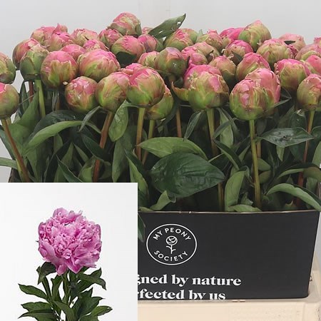 Peony Jacorma