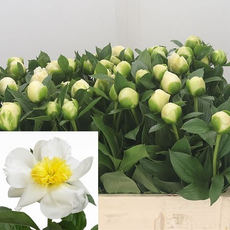 Peony Jan Van Leeuwen